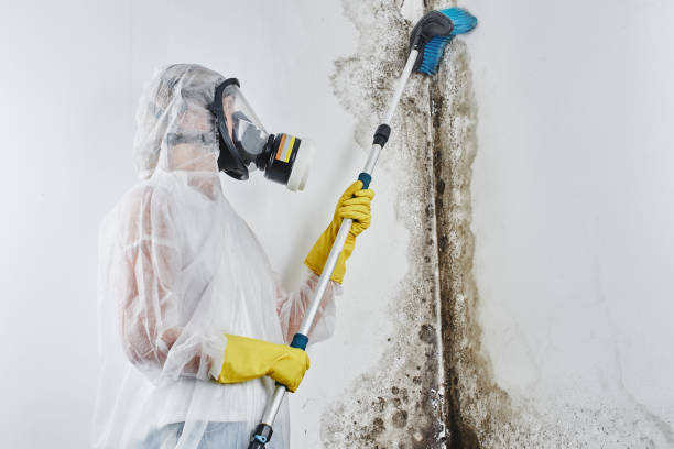 Best DIY Mold Remediation Support Services in Canyon, TX