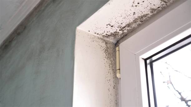 Best Attic Mold Remediation in Canyon, TX