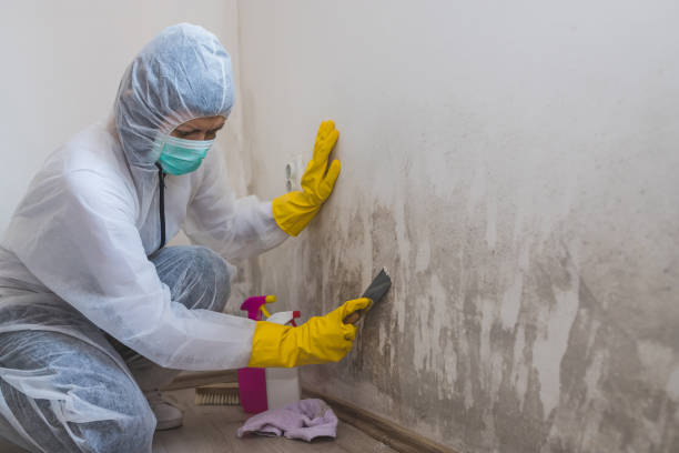 Trusted Canyon, TX Mold Remediation Experts