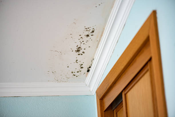 Best Insurance-Related Mold Remediation in Canyon, TX
