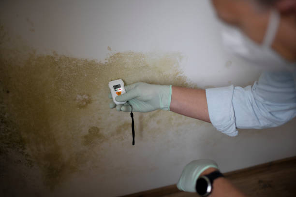 Best Crawl Space Mold Remediation in Canyon, TX