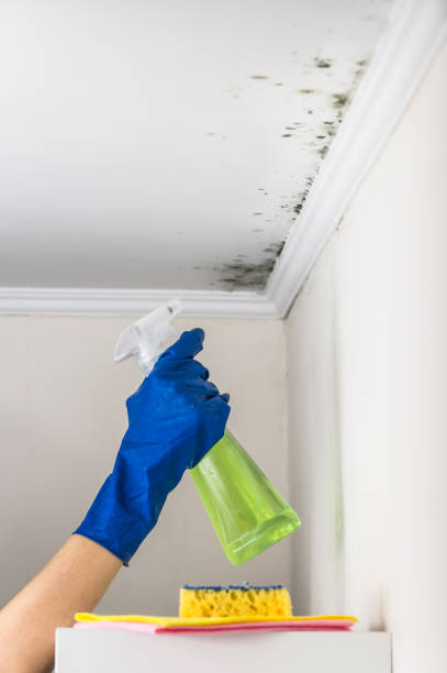 Best Black Mold Remediation in Canyon, TX